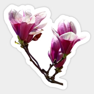 Magnolias - Delicate Magnolias Sticker